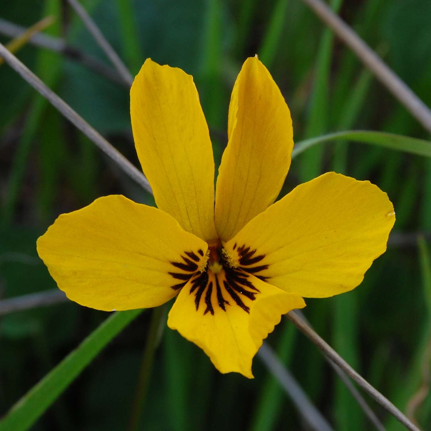 Viola pedunculata Torr. & Gray resmi