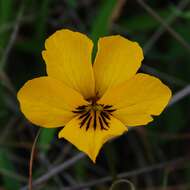 Viola pedunculata Torr. & Gray resmi