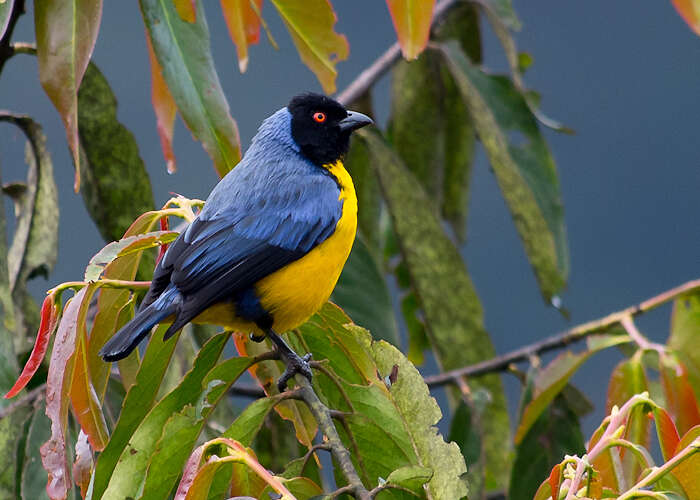 Image of Hooded Mountain Tanager