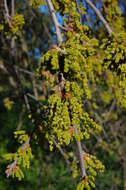 Image of California Live Oak