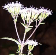 Image of Stevia triflora DC.