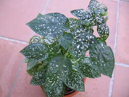 Hypoestes phyllostachya Baker resmi