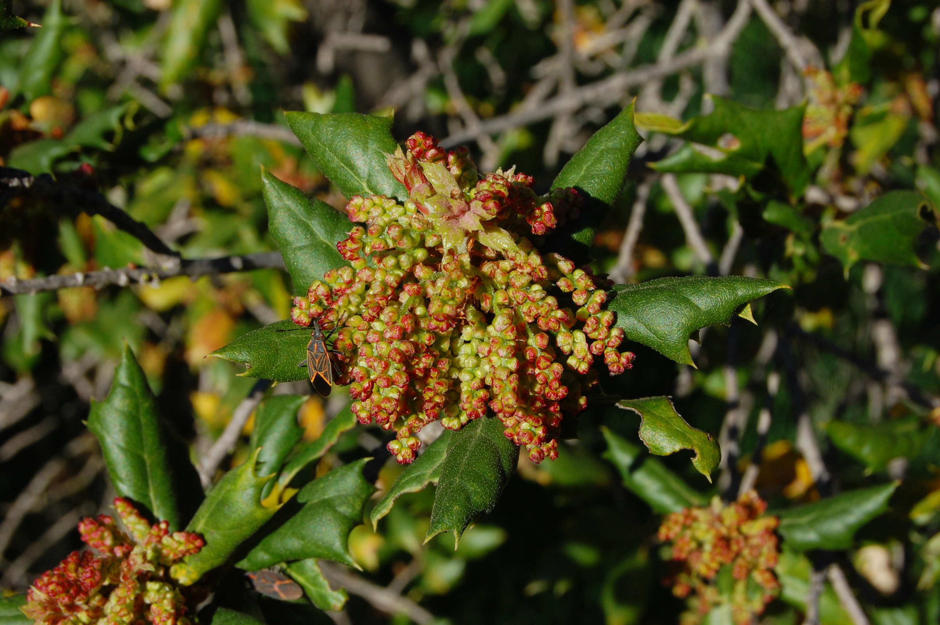 Image of California Live Oak