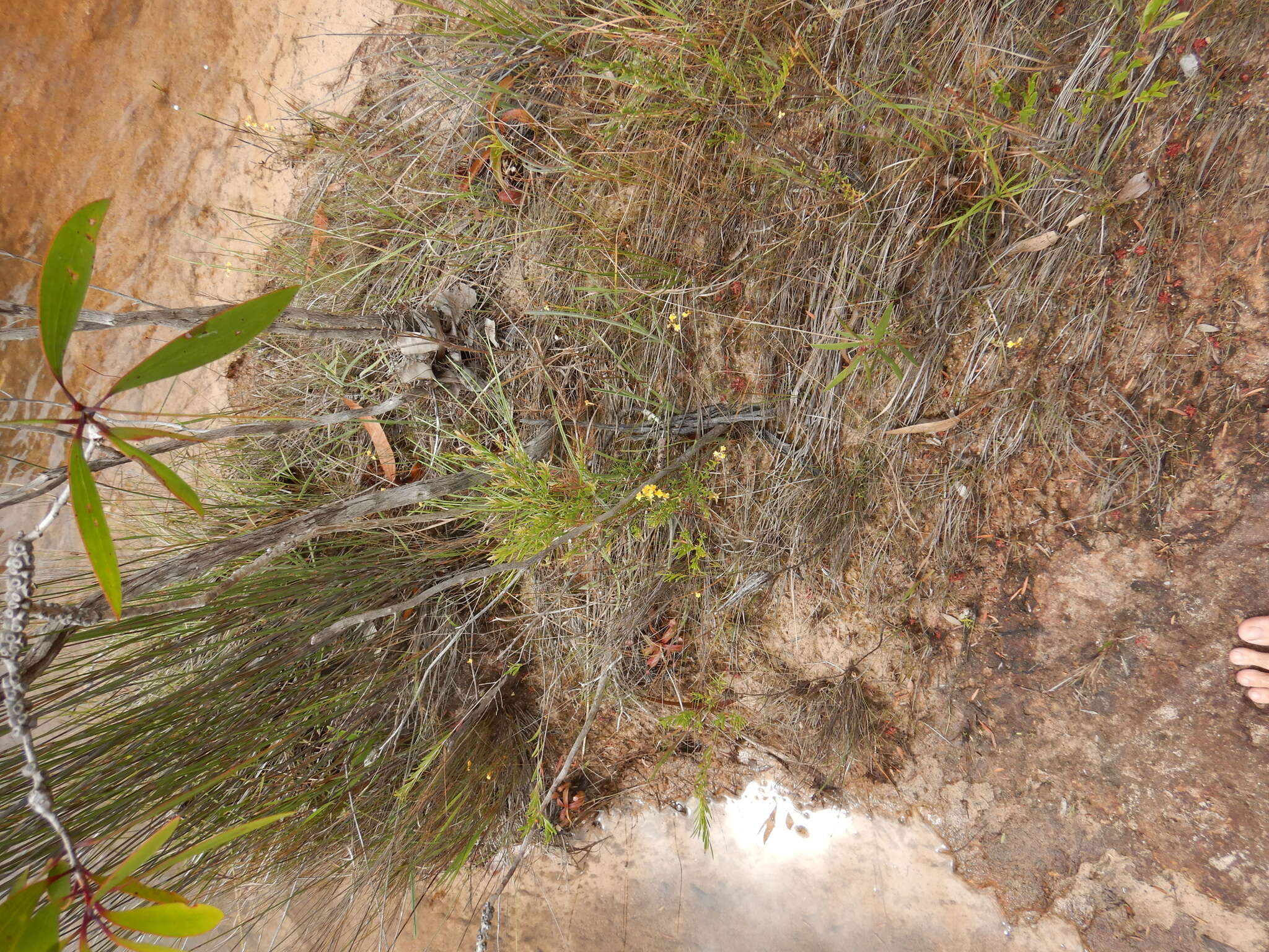 Image of Utricularia chrysantha R. Br.