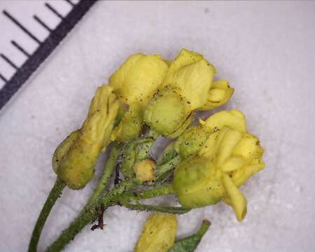 Image of Yellowstone draba