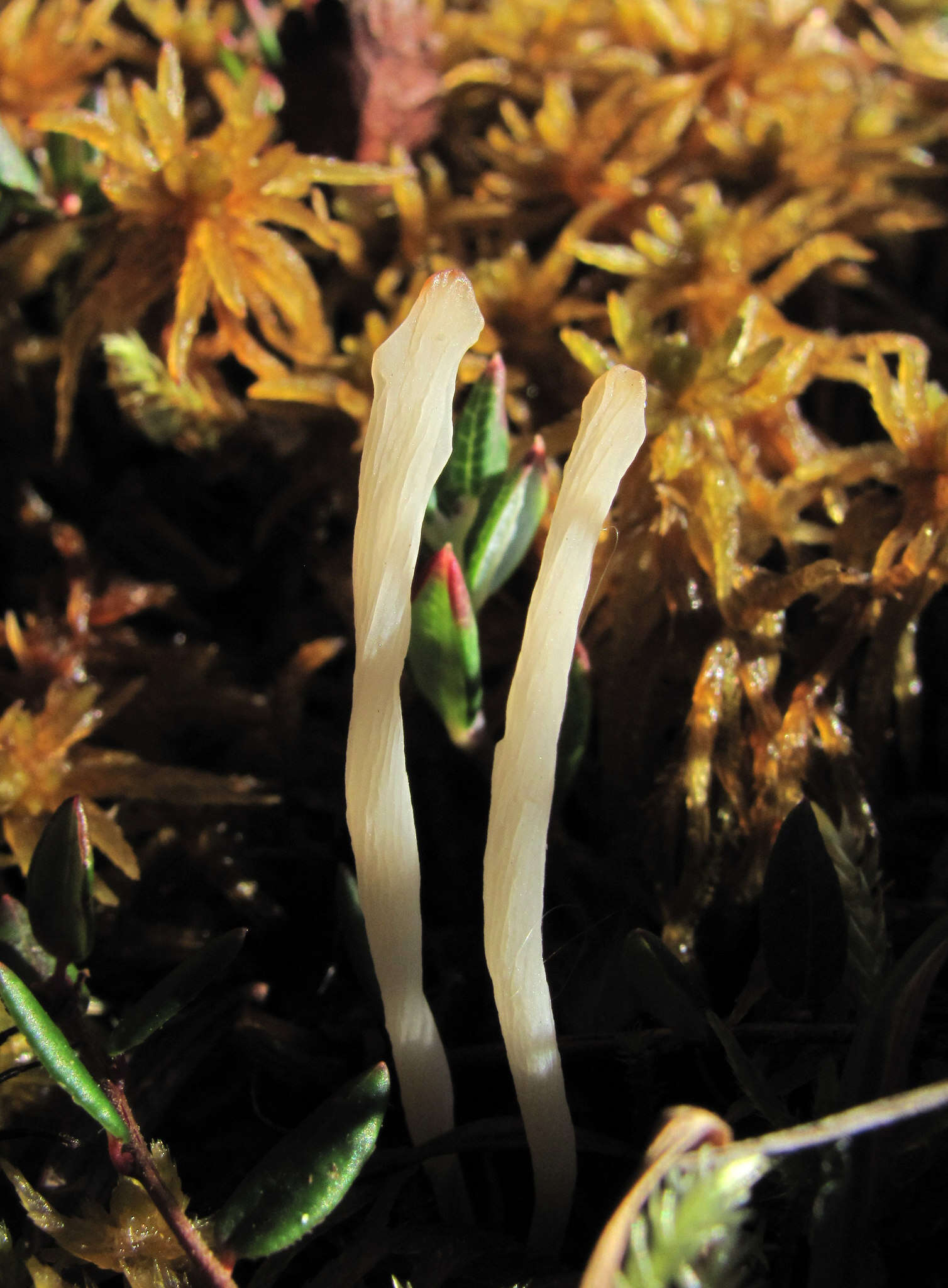 Image of Clavaria sphagnicola Boud. 1917