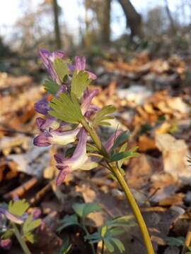 Plancia ëd Corydalis solida (L.) Clairv.