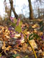 Plancia ëd Corydalis solida (L.) Clairv.