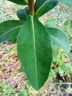 Image of Euphorbia paniculata Desf.