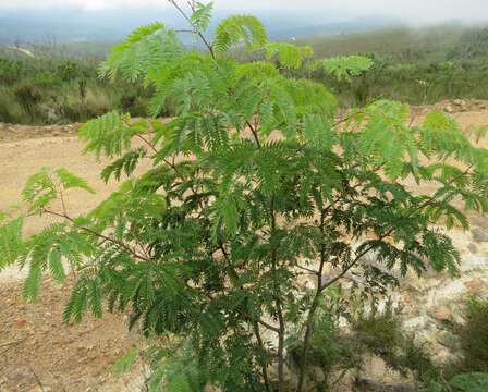 Image of cedar wattle