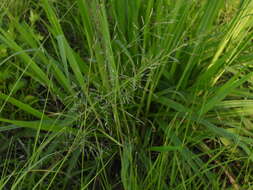 Image of elastic grass