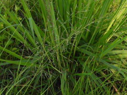 صورة Eragrostis tenuifolia (A. Rich.) Hochst. ex Steud.