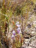 Image of Disa multifida Lindl.