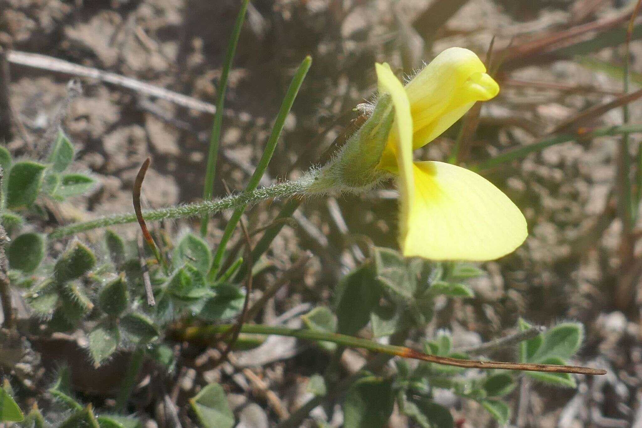 Image of Lotononis acuminata Eckl. & Zeyh.