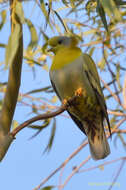 Слика од Treron phoenicopterus (Latham 1790)