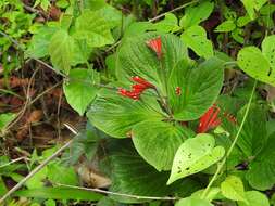 Imagem de Spigelia splendens H. Wendl. ex Hook.