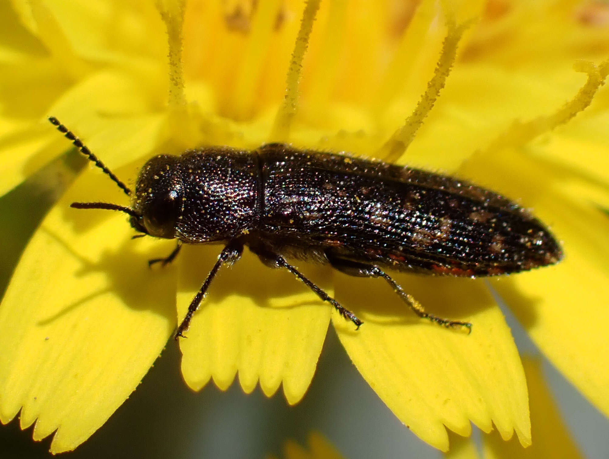 Image de Acmaeodera cisti Wollaston 1862