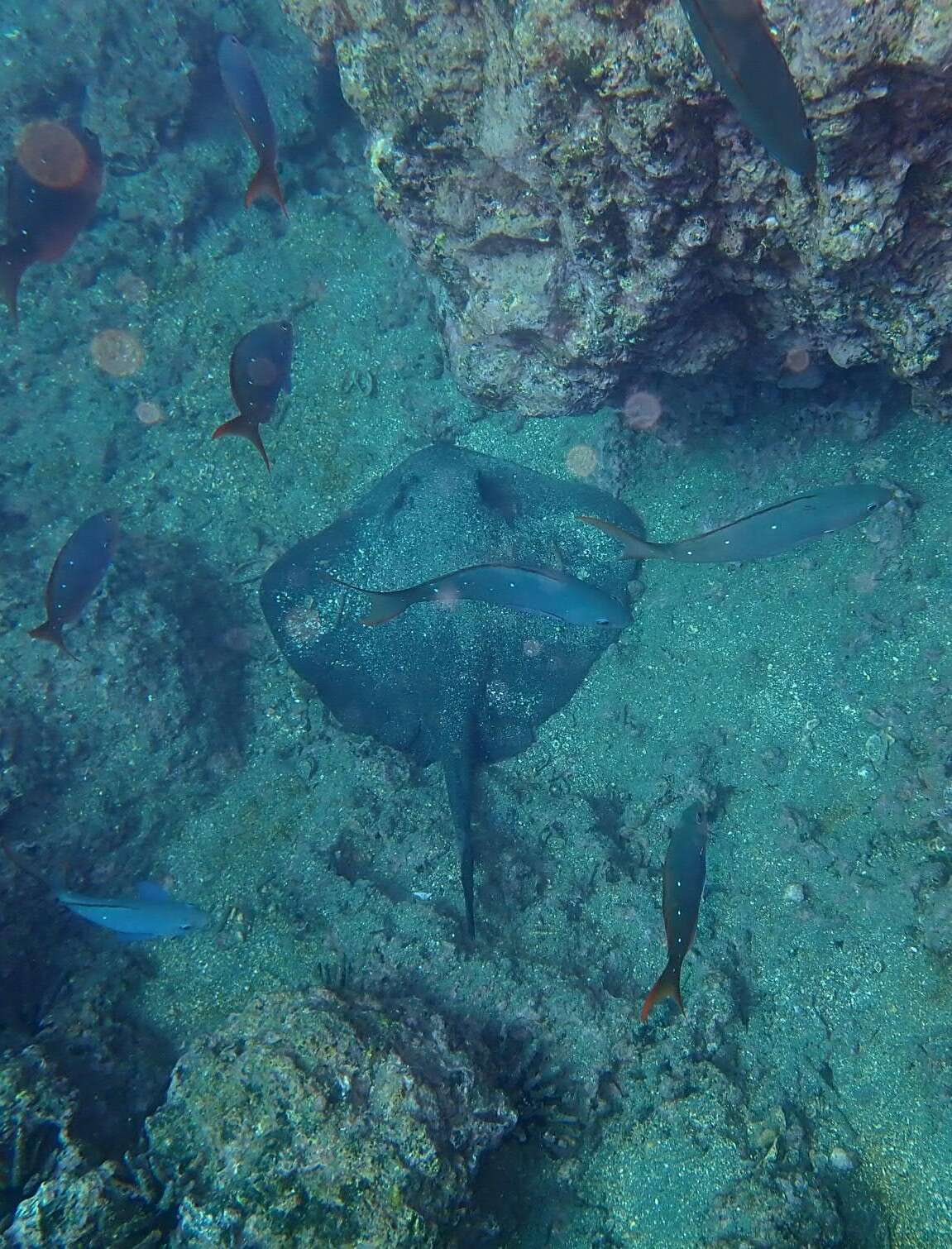 Image of Diamond Stingray