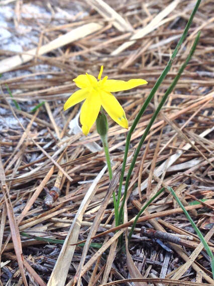 Image of fringed yellow star-grass