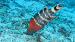 Cheilinus fasciatus (Bloch 1791) resmi