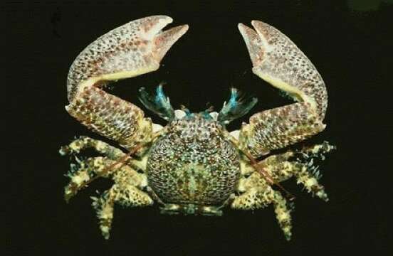 Image of Crevice-dwelling porcelain crab