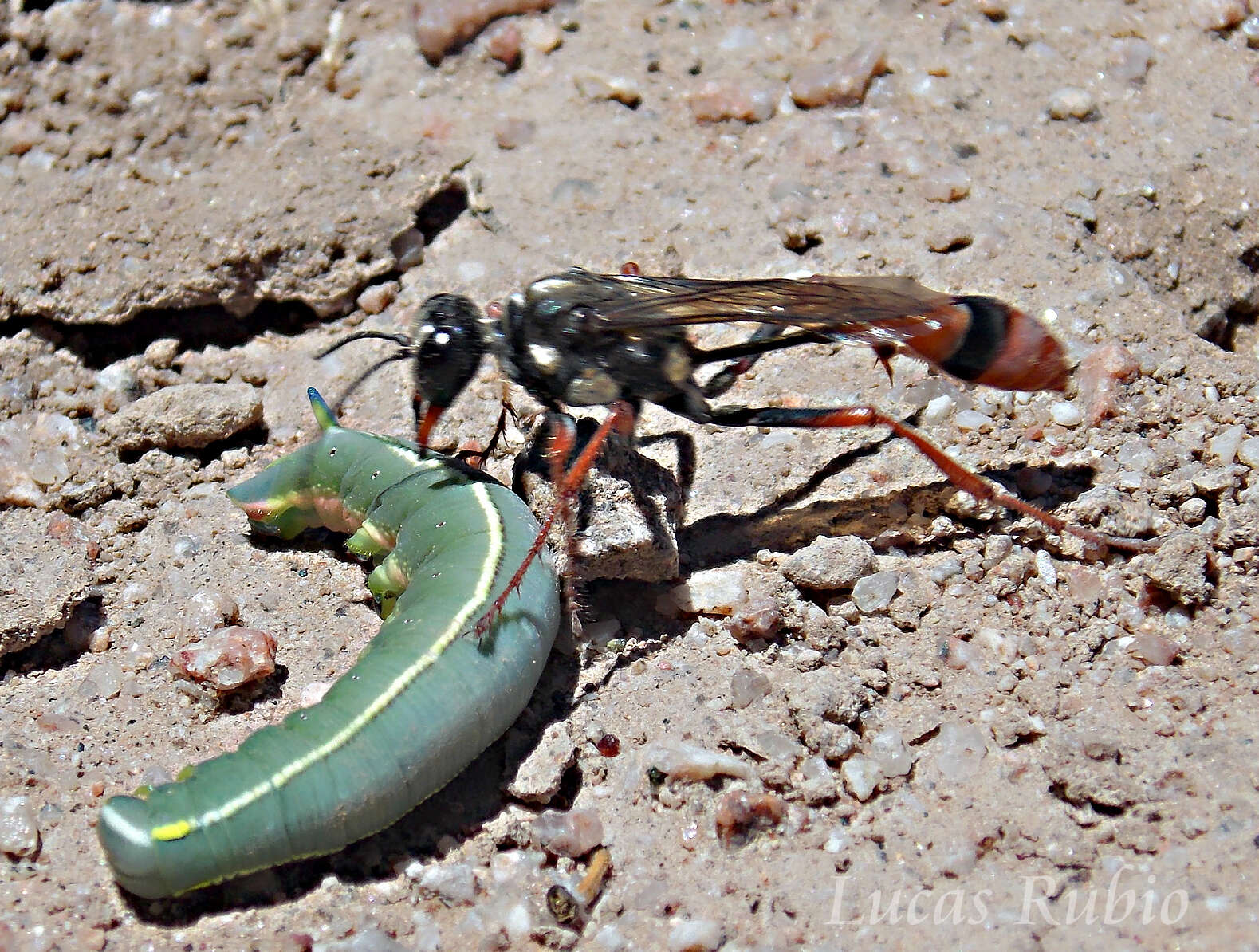 Image of Eremnophila auromaculata (Pérez 1891)