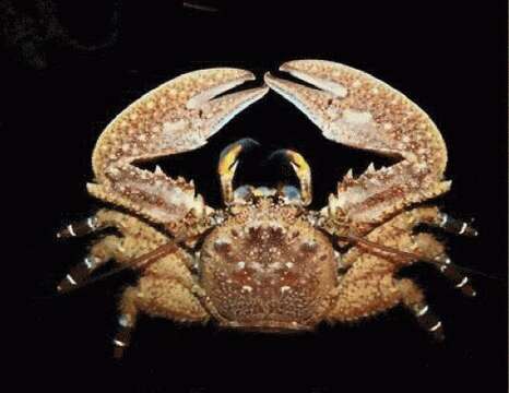 Image of Crevice-dwelling porcelain crab