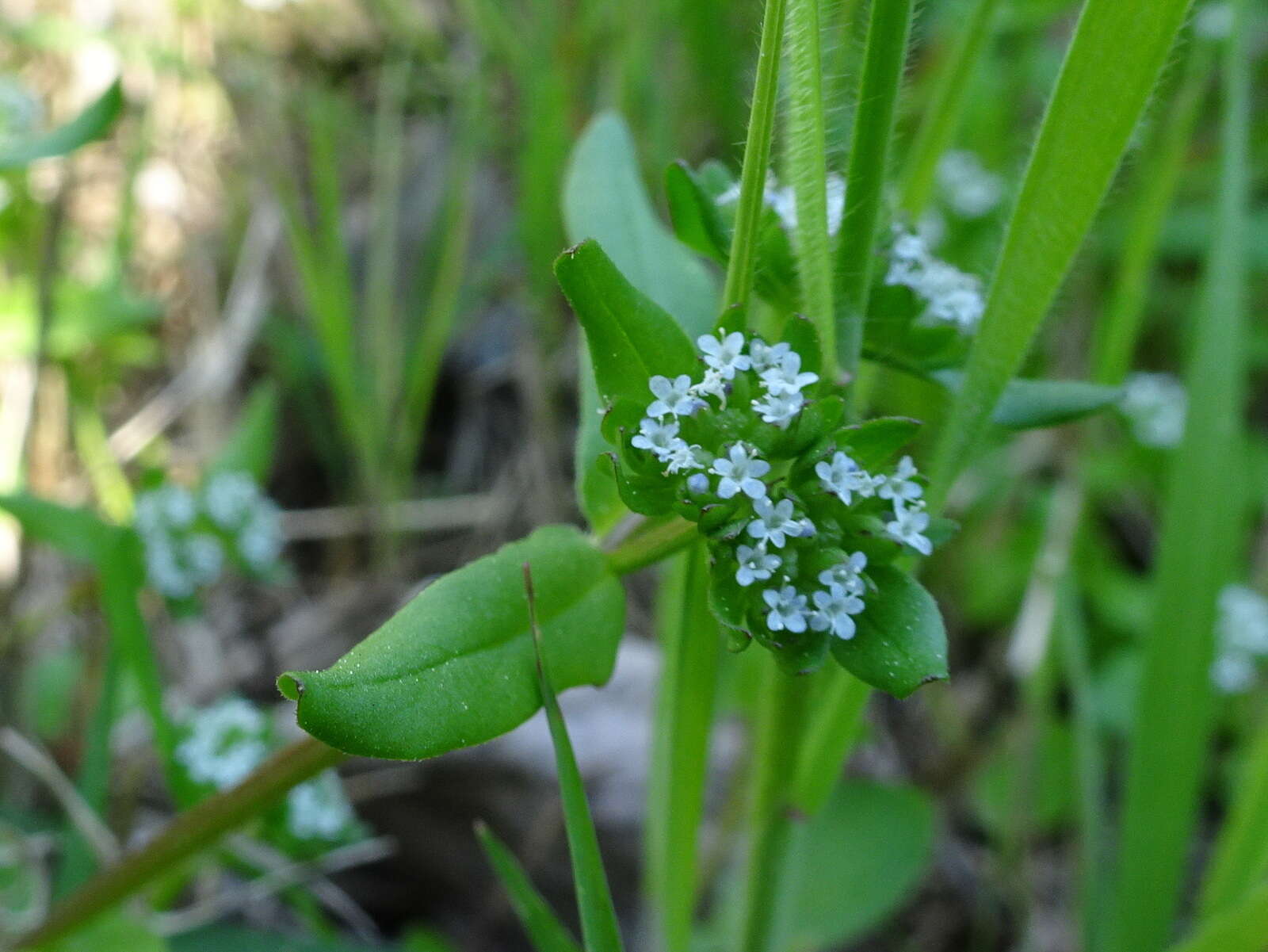 Image of Lewiston cornsalad