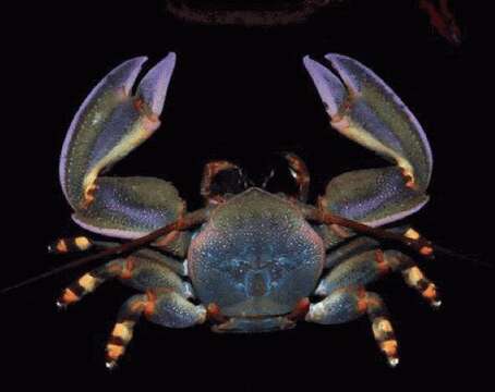 Image of Crevice-dwelling porcelain crab