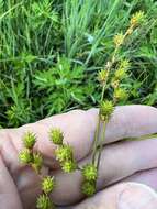 Image of Greater straw sedge