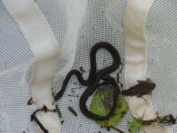 Image of Olive Marsh Snake