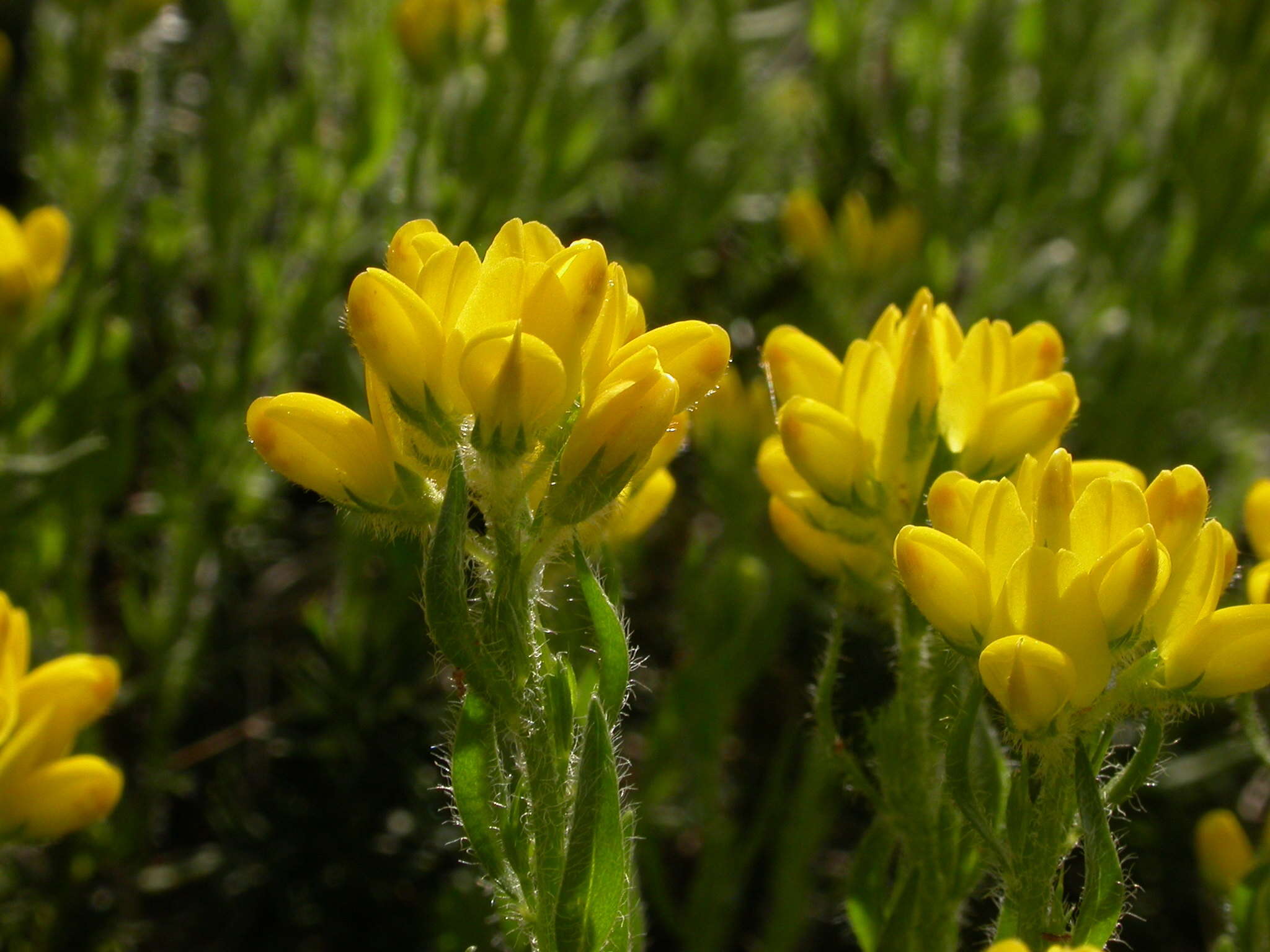 Image of Genista hispanica subsp. hispanica