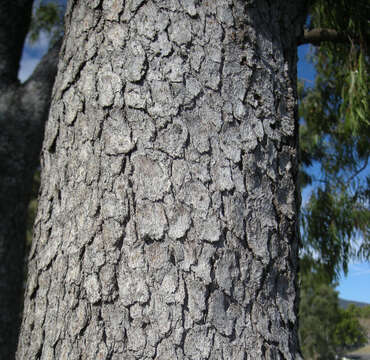 Image of Corymbia clarksoniana (D. J. Carr & S. G. M. Carr) K. D. Hill & L. A. S. Johnson