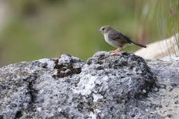 Image of Wailing Cisticola