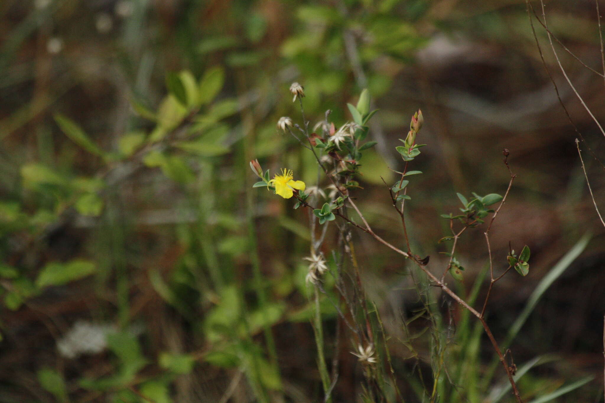 Plancia ëd Hypericum tetrapetalum Lam.