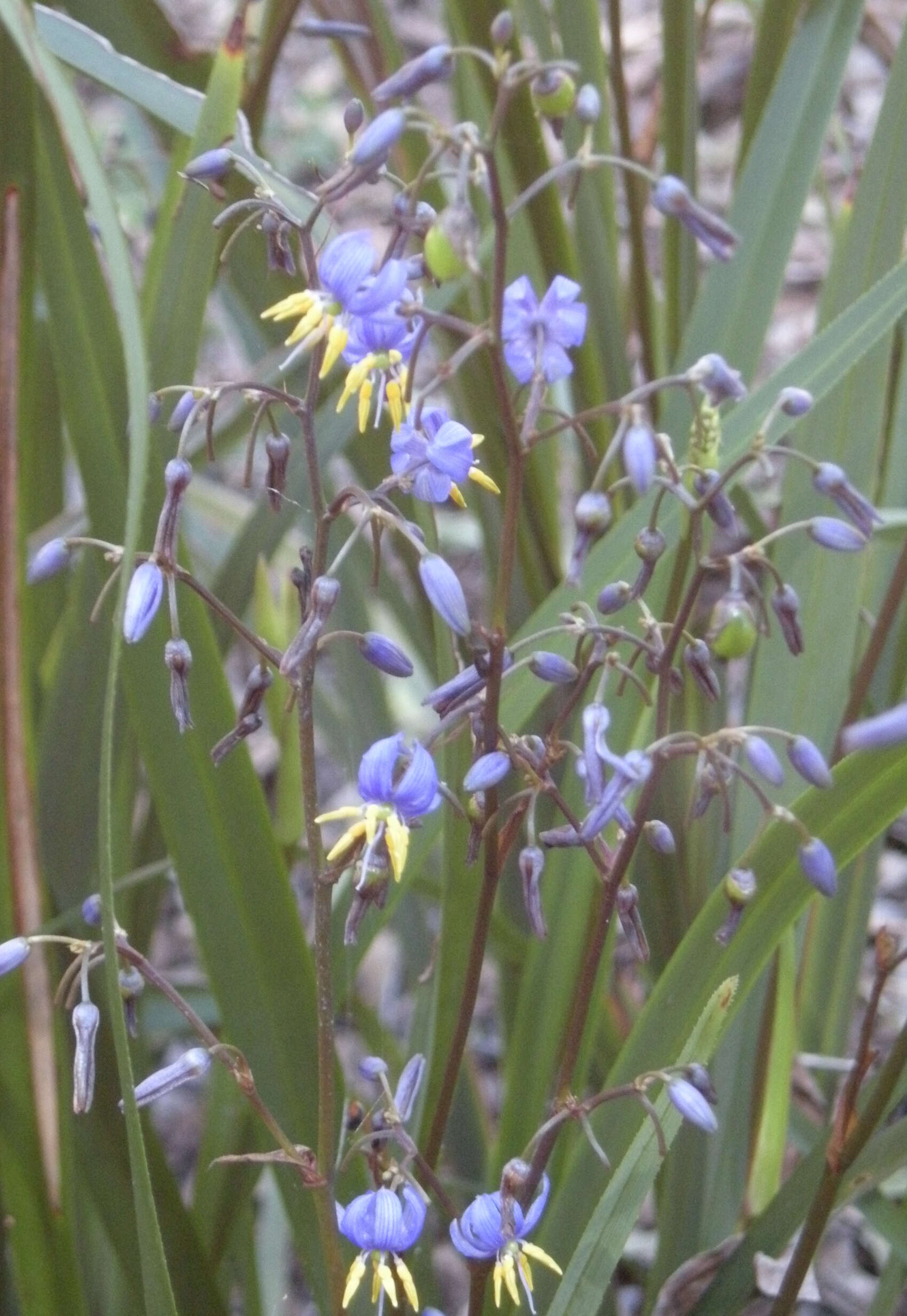 Image of cerulean flaxlily