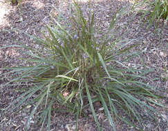 Image of cerulean flaxlily