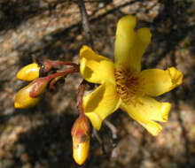 Imagem de Cochlospermum fraseri Planch.