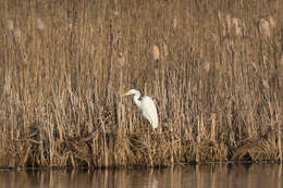 Image of Great Egret