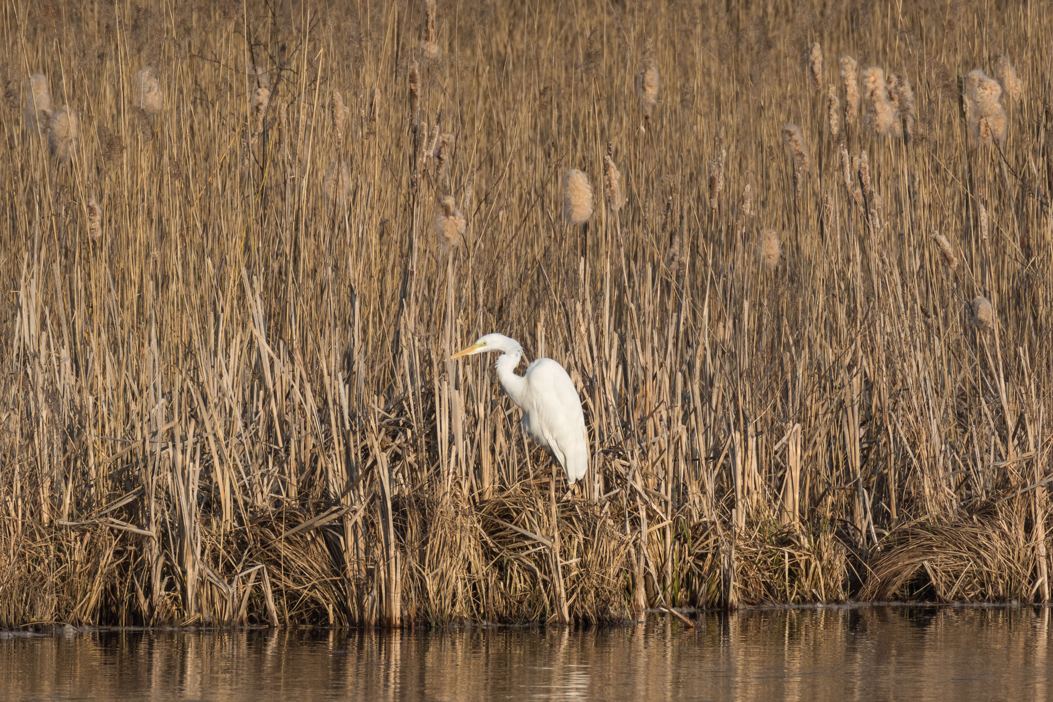 Image of Great Egret