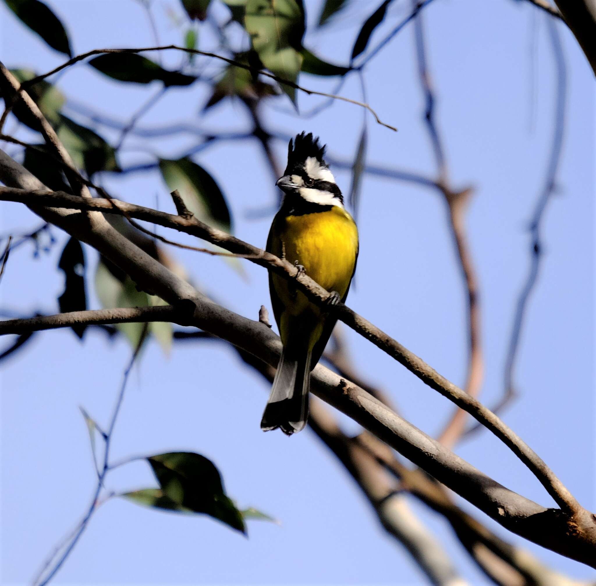 Image of Falcunculidae