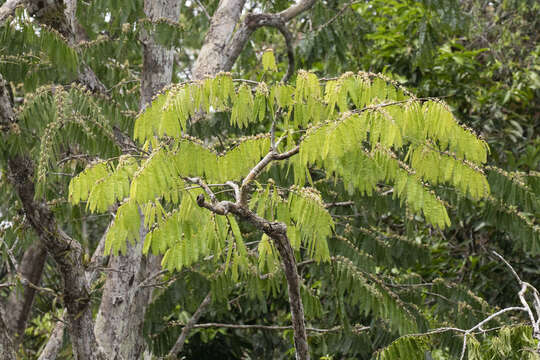 Image of Macrolobium acaciifolium (Benth.) Benth.