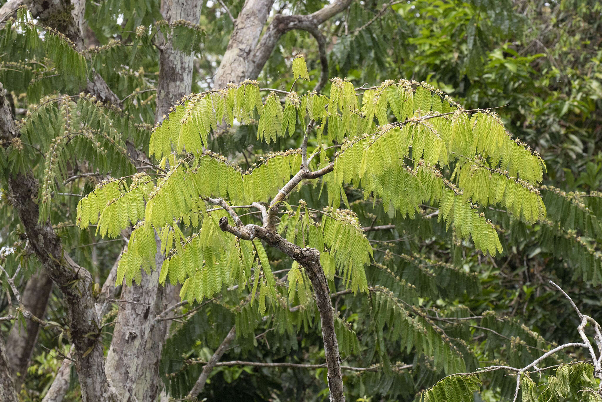 Image of Macrolobium acaciifolium (Benth.) Benth.