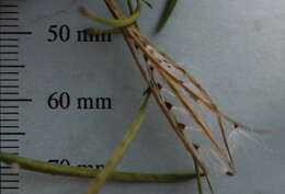 Image de Epilobium brachycarpum Presl