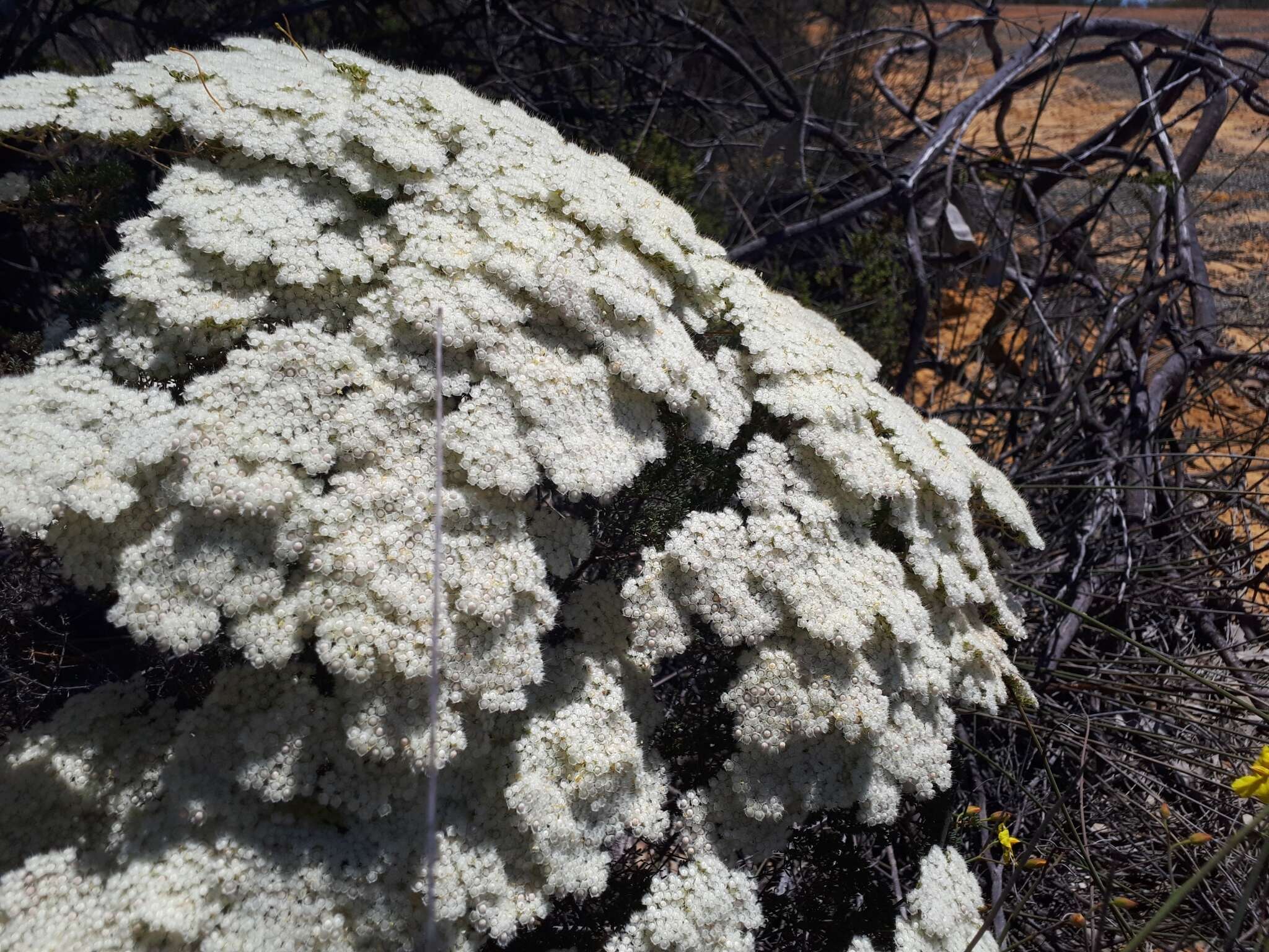 Verticordia polytricha Benth. resmi