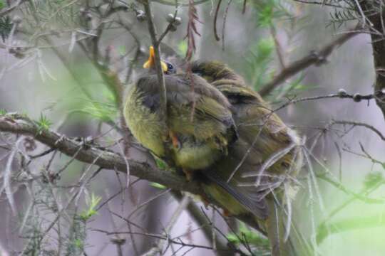 Image of Bell Miner