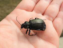 Image of Black Caterpillar Hunter