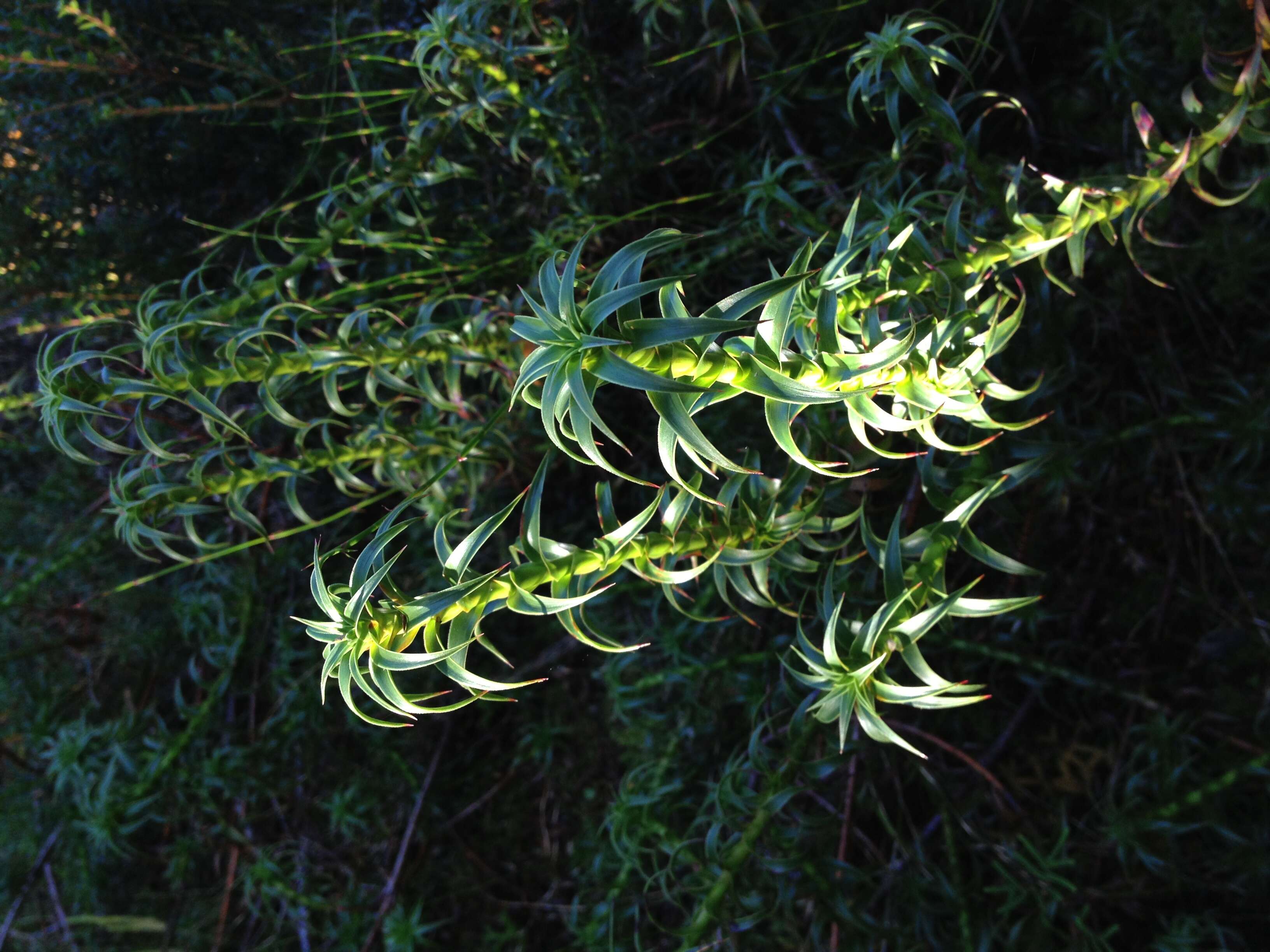 Image of Gunns richea