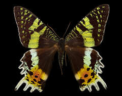 Image of Madagascan Sunset Moth