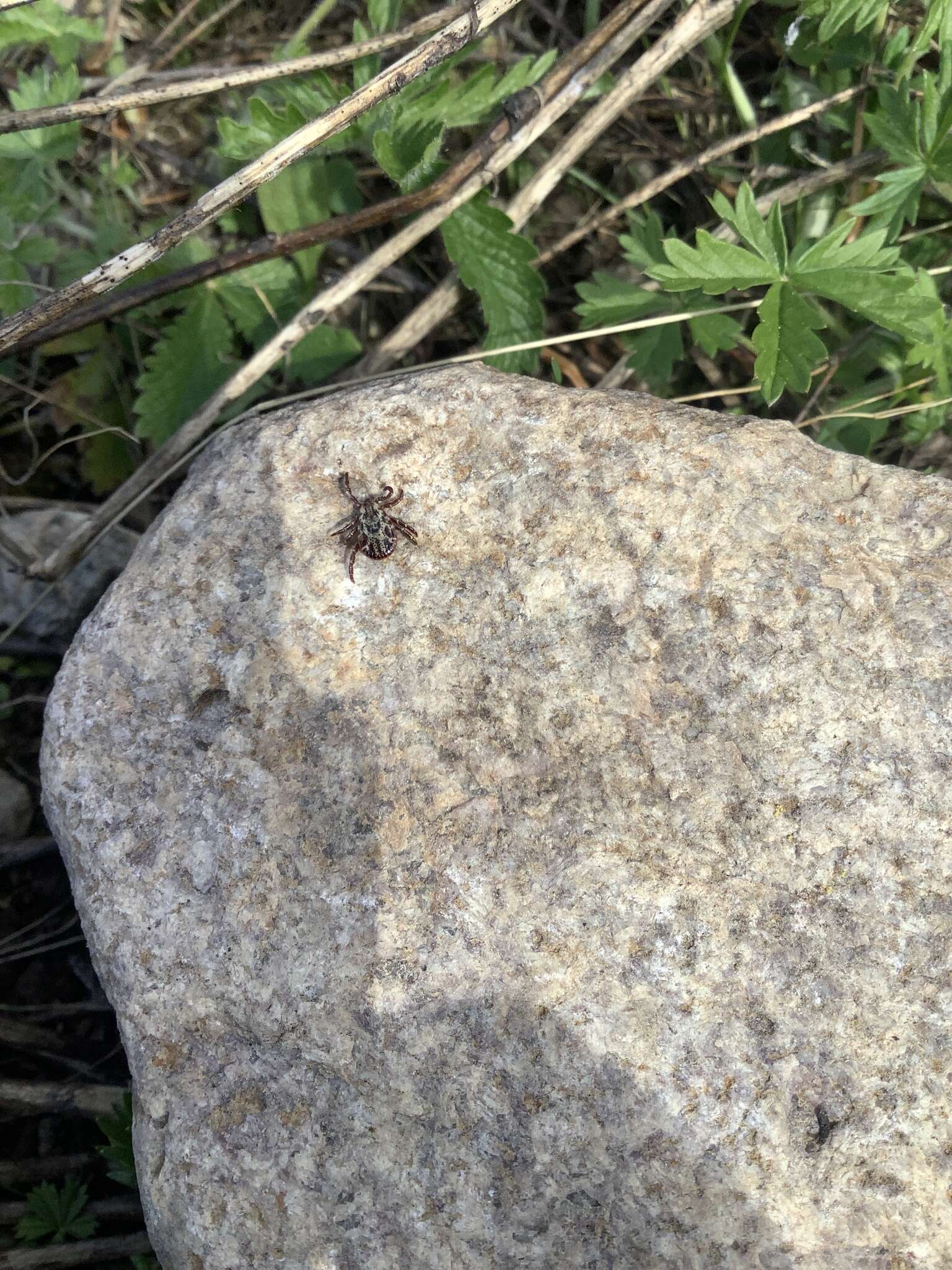 Image of Rocky Mountain Wood Tick